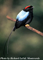 Photo of a Long-tailed Manakin