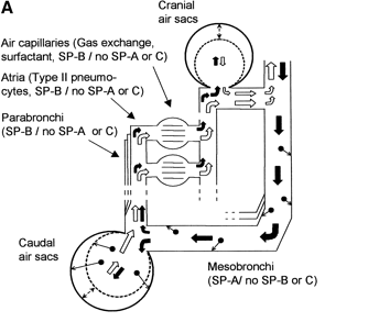 Drawing with arrows showing pathway of air flow through the avian air sacs and lungs