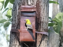 Photo of a male Prothonotary Warbler at its nest