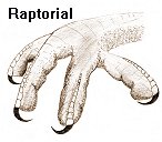 Drawing of a raptorial foot