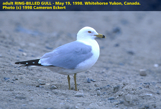 Photo of a Ring-billed Gull