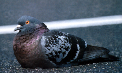 Photo of a Rock Pigeon