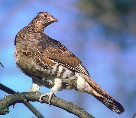 Photo of a Ruffed Grouse