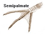 Drawing of a semipalmate foot