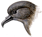 Drawing of the head of a Leach's Storm-petrel