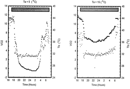  Graphs showing oxygen consumption by a sunbird during the night at a cold temperature and a warm temperature