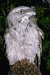 Photo of a Tawny Frogmouth