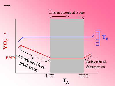 Graph showing relationship between ambient temperature and rate of oxygen consumption
