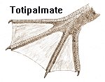 Drawing of a totipalmate foot