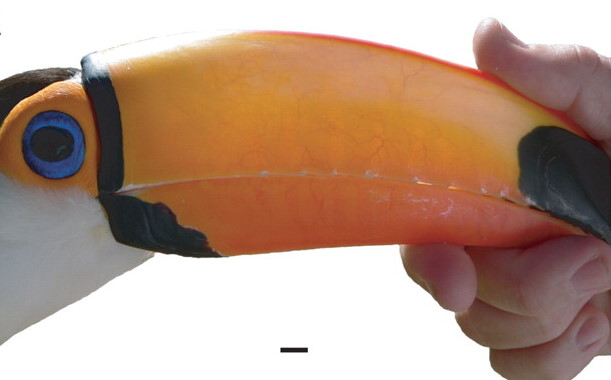 Photo of the bill of a Toco Toucan