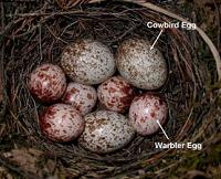Photo of a Prothonotary Warbler nest with five warbler eggs and three cowbird eggs
