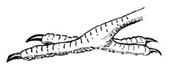 Drawing of a zygodactyl foot